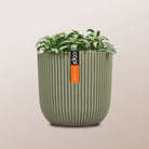 Nerve Plant (Fittonia albivenis) Mixed Colors | 10 - 15 cm - Acacia Garden Center