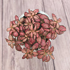 Nerve Plant (Fittonia albivenis) Mixed Colors | 10 - 15 cm - Acacia Garden Center