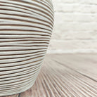 Nerve Plant (Fittonia albivenis) Mixed Colors | 10 - 15 cm - Acacia Garden Center