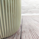 Nerve Plant (Fittonia albivenis) Mixed Colors | 10 - 15 cm - Acacia Garden Center