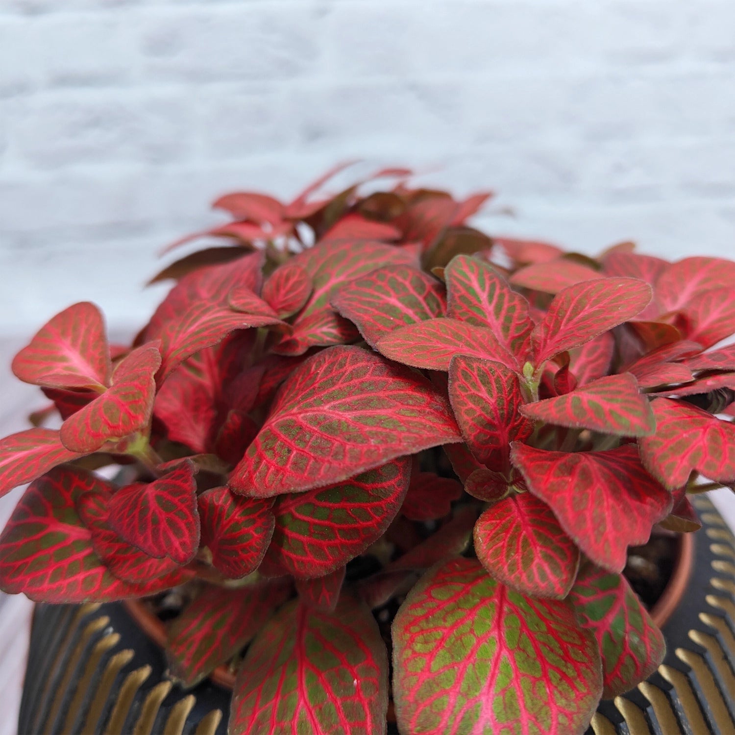 Nerve Plant (Fittonia albivenis) Mixed Colors | 10 - 15 cm - Acacia Garden Center