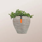 Nerve Plant (Fittonia albivenis) Mixed Colors | 10 - 15 cm - Acacia Garden Center