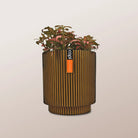 Nerve Plant (Fittonia albivenis) Mixed Colors | 10 - 15 cm - Acacia Garden Center