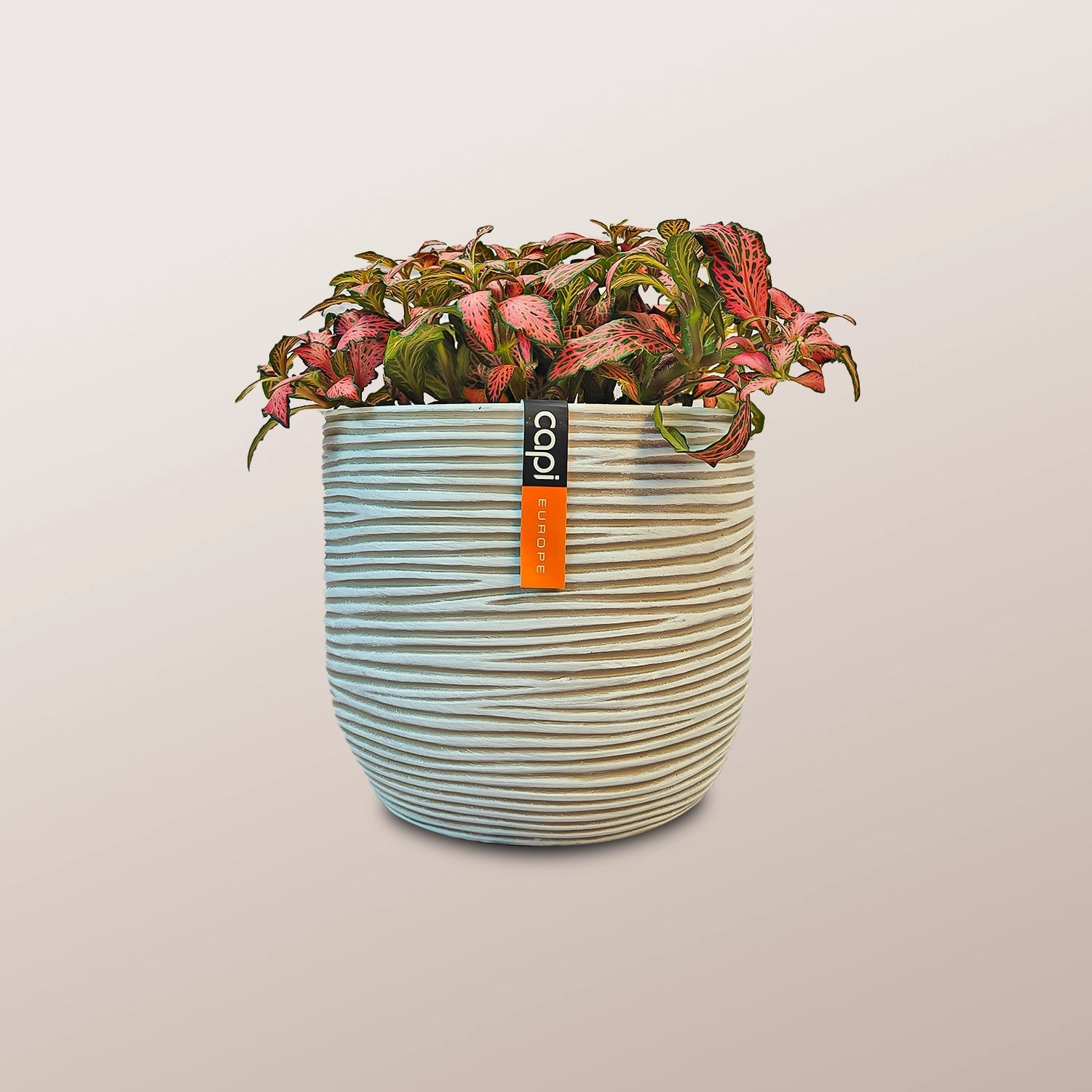 Nerve Plant (Fittonia albivenis) Mixed Colors | 10 - 15 cm - Acacia Garden Center