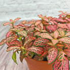 Nerve Plant (Fittonia albivenis) Mixed Colors | 10 - 15 cm - Acacia Garden Center