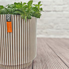 Nerve Plant (Fittonia albivenis) Mixed Colors | 10 - 15 cm - Acacia Garden Center