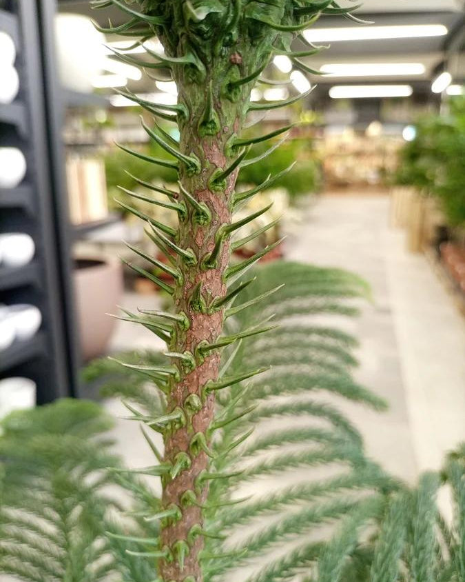 Norfolk Island Pine (Araucaria heterophylla) | 1.0–1.1 m - Acacia Garden Center