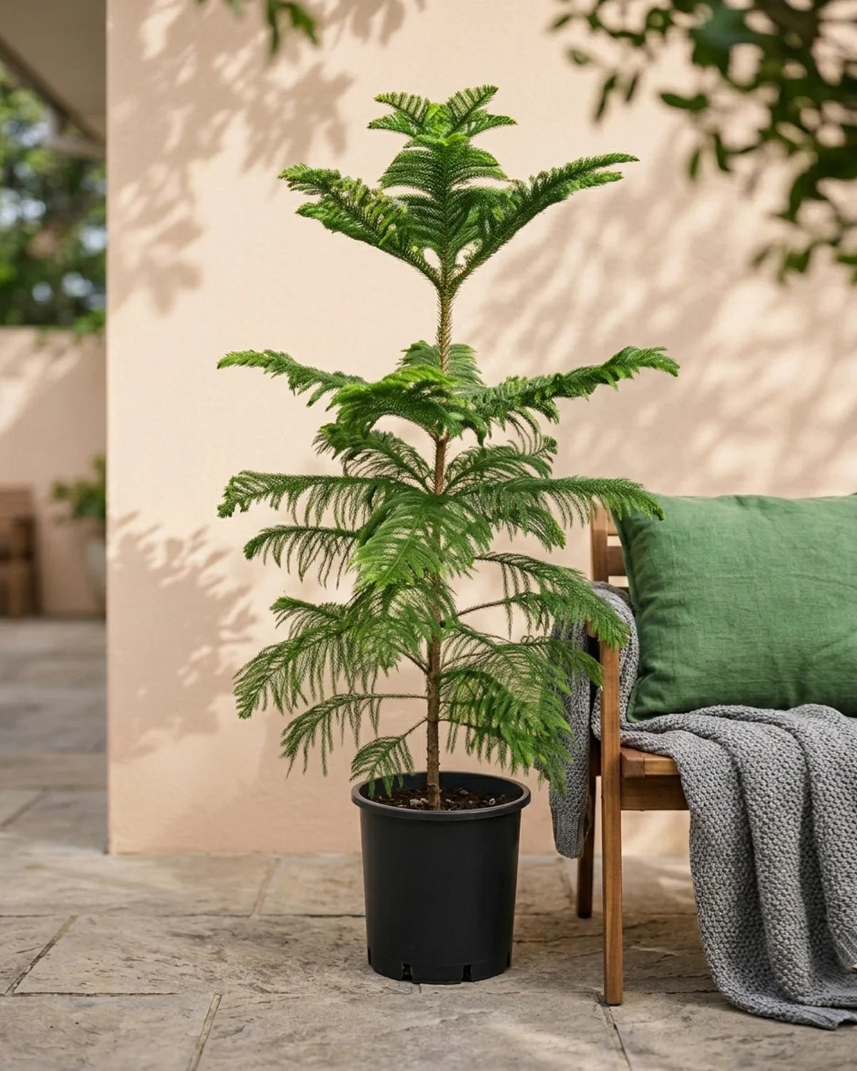 Norfolk Island Pine (Araucaria heterophylla) | 1.0–1.1 m - Acacia Garden Center
