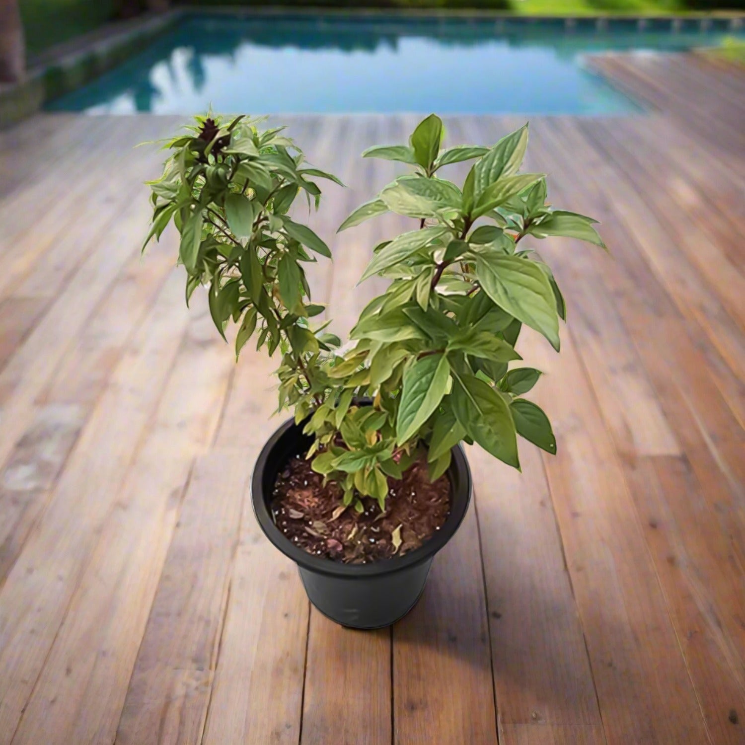 Ocimum basilicum | 10 - 20cm - Acacia Garden Center