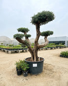 Olive Tree Bonsai (Olea europaea) | Specimen, 1.5–2.0 m, 70–80 cm Girth - Acacia Garden Center