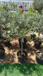 Olive Tree (Olea Europaea) - 1.0 to 1.5M Height - Acacia Garden Center