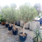 Olive Tree (Olea europaea) - Acacia Garden Center