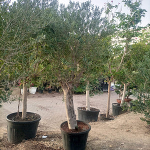Olive Tree (Olea europaea) | 1.2 - 1.5 m | Girth: 40 - 50 cm - Acacia Garden Center