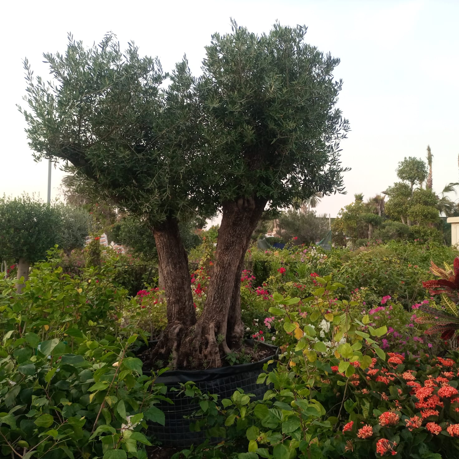 Olive Tree (Olea europaea) - Acacia Garden Center