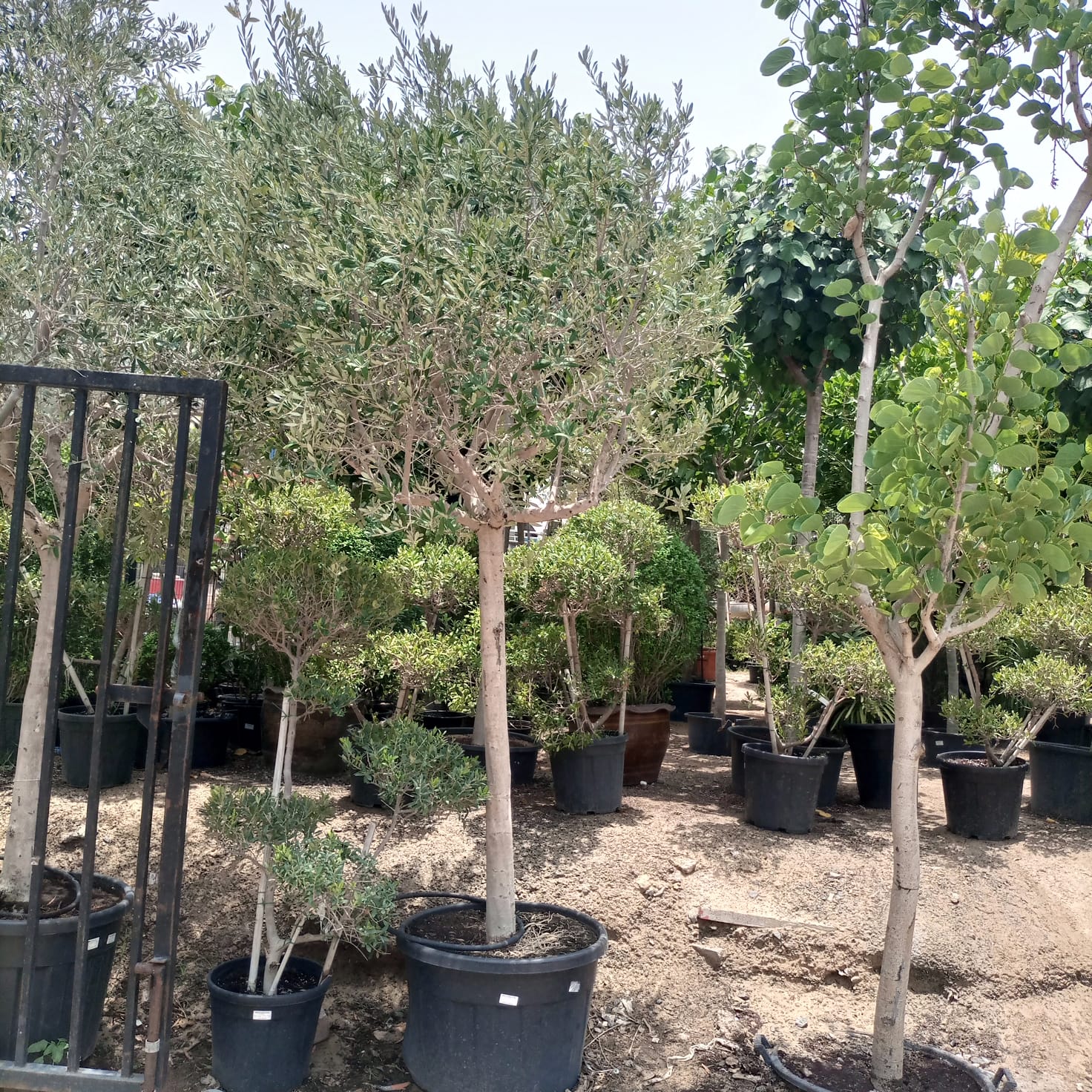Olive Tree (Olea europaea) | 1.5–3.0 m - Acacia Garden Center