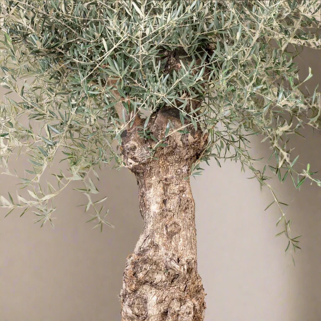 Olive Tree (Olea europaea) - Acacia Garden Center
