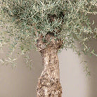 Olive Tree (Olea europaea) - Acacia Garden Center