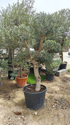 Olive Tree (Olea Europaea) - 1.5M Height | 40 - 50cm Girth - Acacia Garden Center