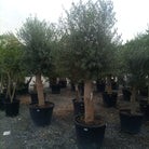 Olive Tree (Olea europaea) - Acacia Garden Center