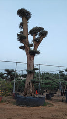 Olive Tree (Olea europaea) - Acacia Garden Center