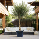 Olive Tree (Olea europaea) - Acacia Garden Center
