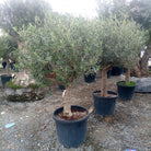 Olive Tree (Olea europaea) - Acacia Garden Center