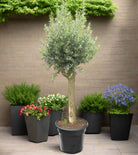 Olive Tree (Olea europaea) - Acacia Garden Center