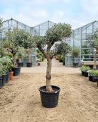 Olive Tree (Olea Europaea) Bonsai - 2.0 - 2.5M Height - Acacia Garden Center