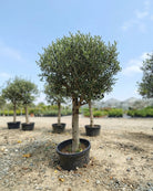 Olive Tree (Olea europaea) | Half - Standard, 1.2 m - Acacia Garden Center