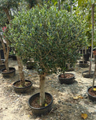Olive Tree (Olea europaea) | Half - Standard, 1.2 m - Acacia Garden Center