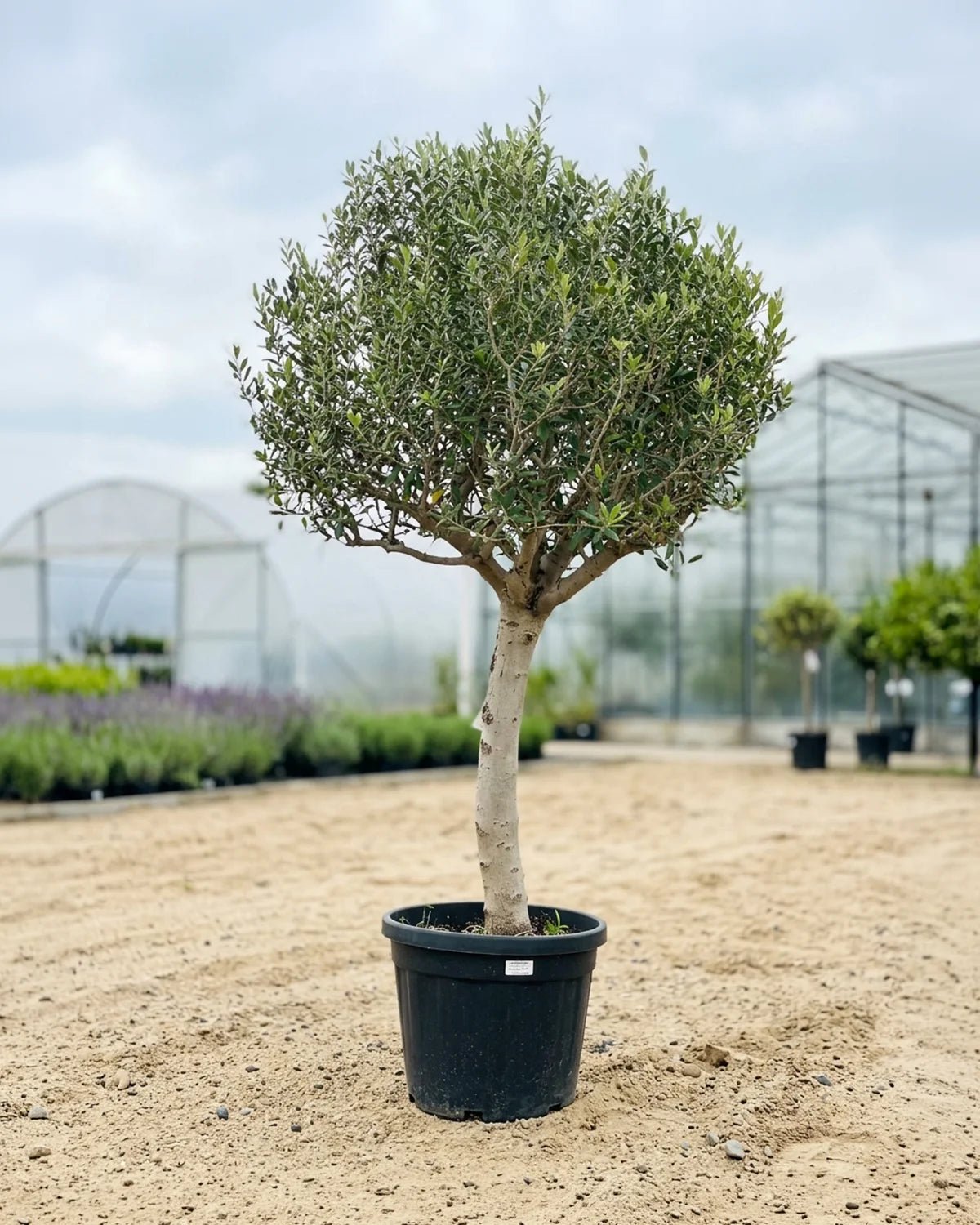 Olive Tree (Olea europaea) | Landscape Grade, 1.2–2.5 m - Acacia Garden Center