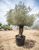 Olive Tree (Olea europaea) | Landscape Grade, 1.2–2.5 m - Acacia Garden Center