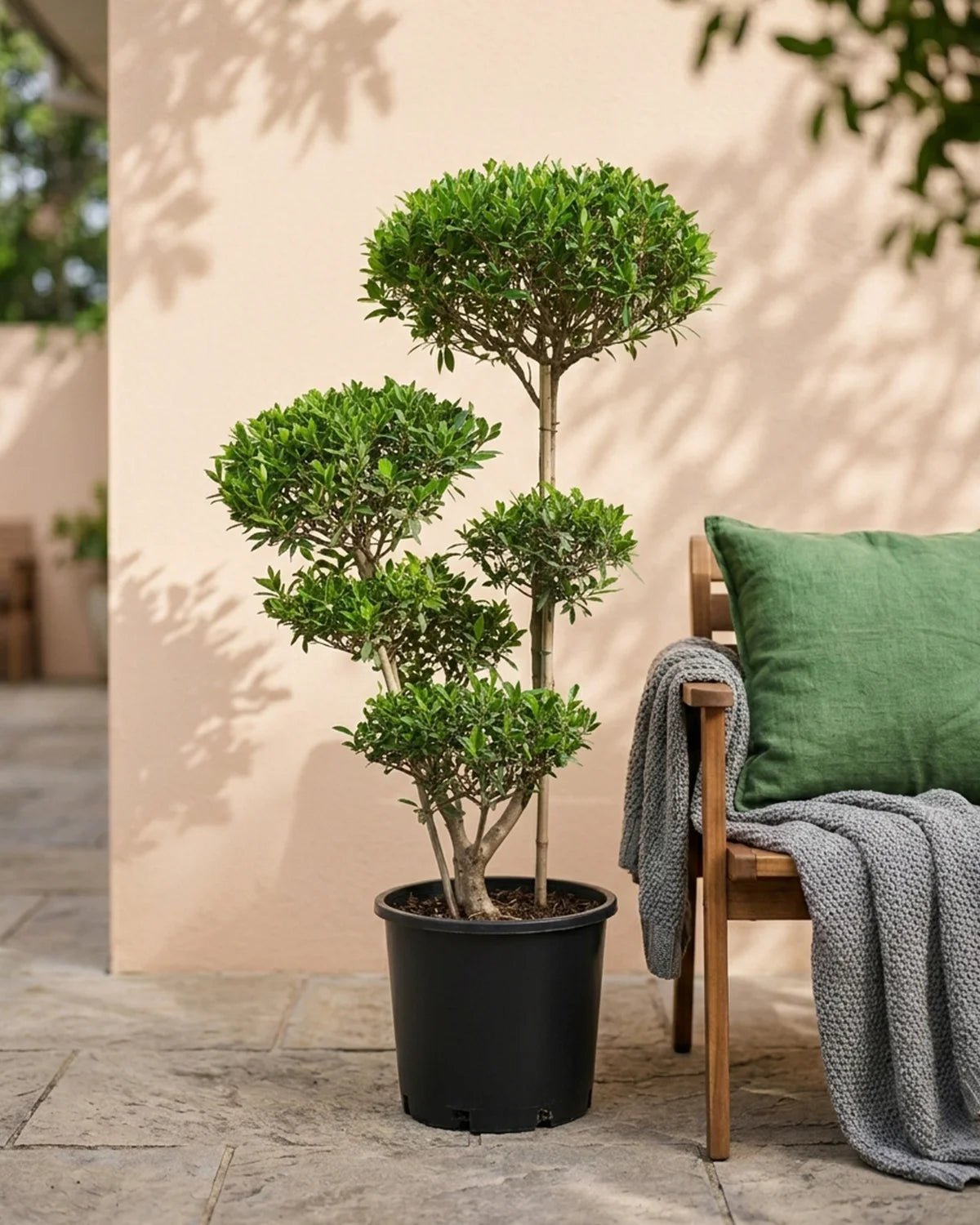 Olive Tree (Olea europaea) | Mediterranean Classic, 1.2–1.5 m - Acacia Garden Center