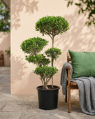 Olive Tree (Olea europaea) | Mediterranean Classic, 1.2–1.5 m - Acacia Garden Center