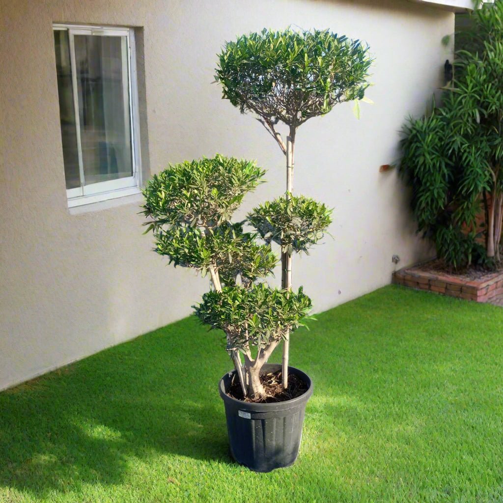 Olive Tree (Olea europaea) | Mediterranean Classic, 1.2–1.5 m - Acacia Garden Center