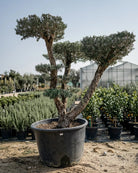 Olive Tree (Olea europaea) | Premium Pom - Pom Specimen, 1.5–2 m, 70–80 cm Girth - Acacia Garden Center