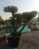 Olive Tree (Olea europaea) | Premium Pom - Pom Specimen, 1.5–2 m, 70–80 cm Girth - Acacia Garden Center