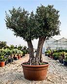 Olive Tree (Olea europaea) | Premium Specimen, 2.0–10.0 m - Acacia Garden Center