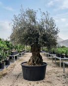 Olive Tree (Olea europaea) | Specimen, 3.0–3.5 m, 180–200 cm Girth - Acacia Garden Center