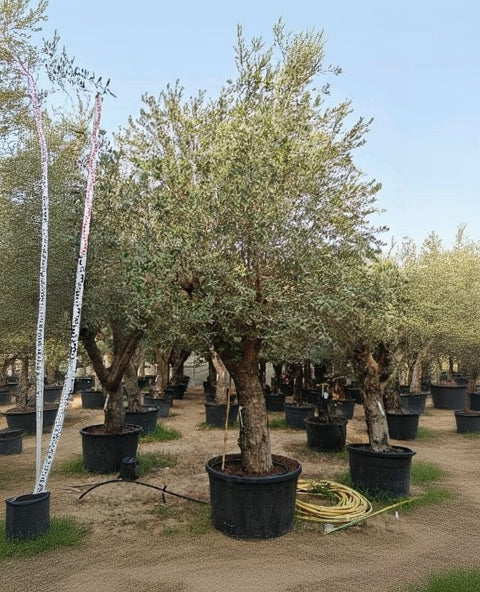 Olive Tree (Olea europaea) | Specimen, 3.5–3.7 m - Acacia Garden Center
