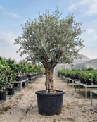 Olive Tree (Olea europaea) | Specimen, 3.5–3.7 m - Acacia Garden Center