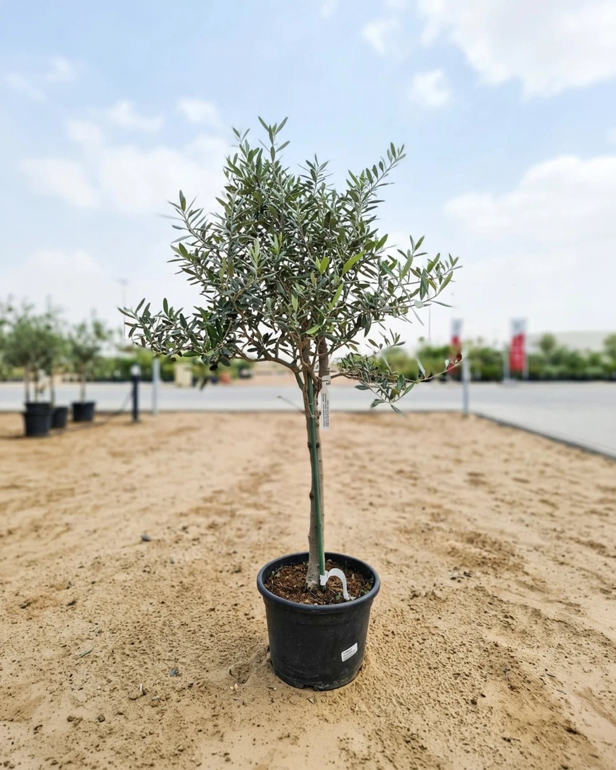 Olive Tree (Olea europaea) | Standard Form, 1.5–2 m - Acacia Garden Center