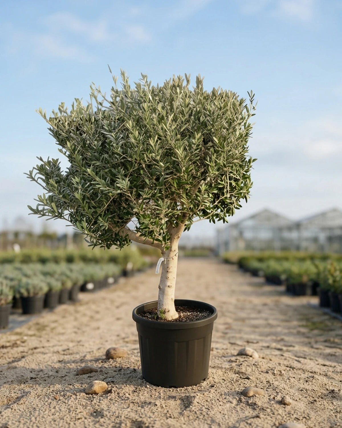 Olive Tree (Olea europaea) | Thick Trunk, 1.2–1.5 m, 40–50 cm Girth - Acacia Garden Center
