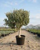 Olive Tree (Olea europaea) | Thick Trunk, 1.2–1.5 m, 40–50 cm Girth - Acacia Garden Center