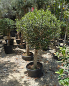 Olive Tree (Olea Europea) - 1.25 to 1.5M Height - Acacia Garden Center