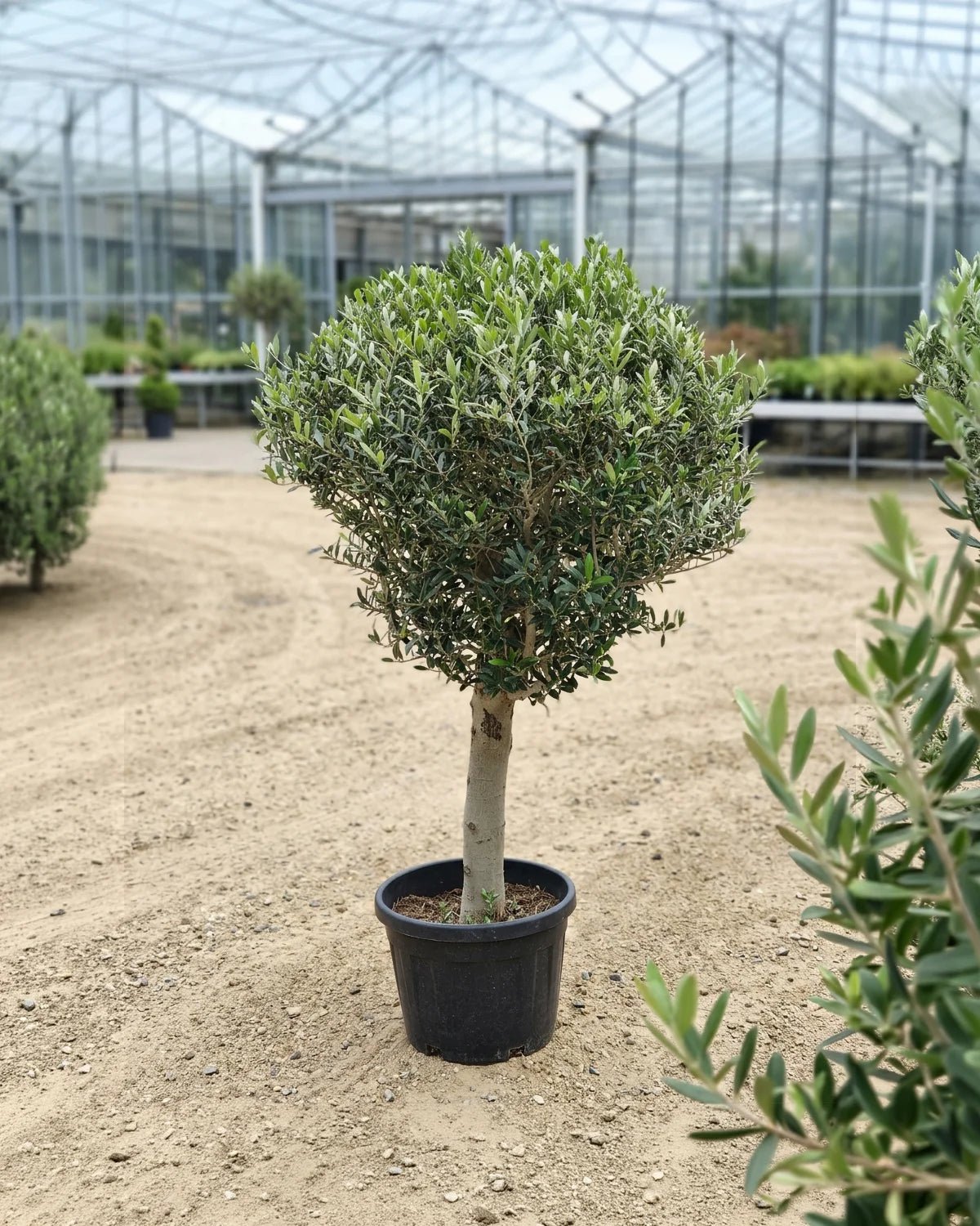 Olive Tree (Olea Europea) - 1.25 to 1.5M Height - Acacia Garden Center