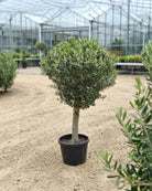 Olive Tree (Olea Europea) - 1.25 to 1.5M Height - Acacia Garden Center