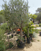 Olive Tree (Olea Europea) | 2 - 2.5m (OAH) - Girth 30 - 35 cm - Acacia Garden Center