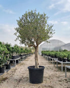 Olive Tree (Olea Europea) | 2 - 2.5m (OAH) - Girth 30 - 35 cm - Acacia Garden Center