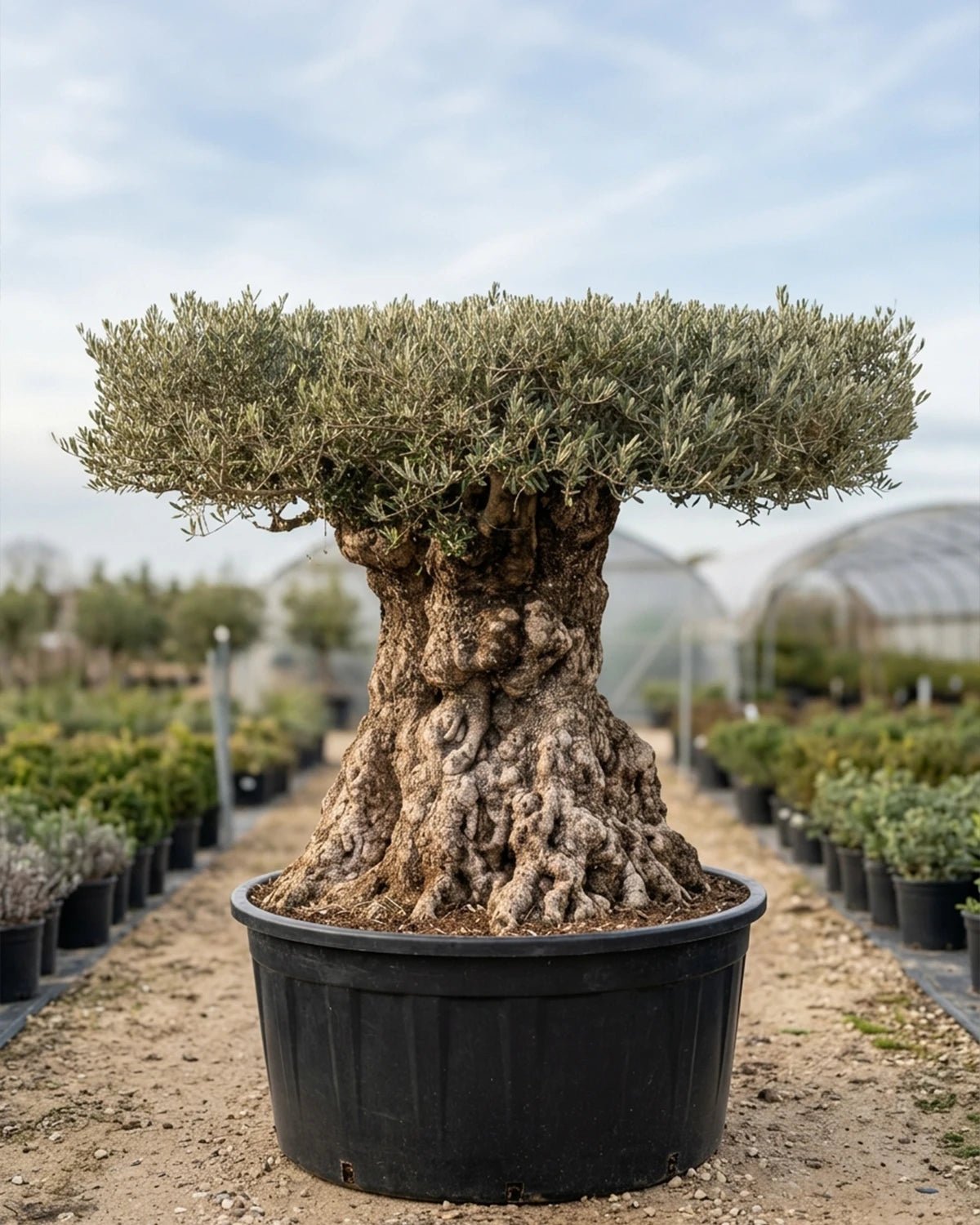 Olive Tree (Olea Europea) | 3.0 - 3.5 m (oah) | Girth: 250 - 275 cm - Acacia Garden Center
